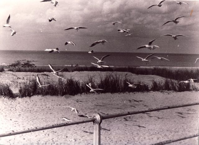 Geen prijs voor de inzending van de fotowedstrijd 'De rustige kust'.